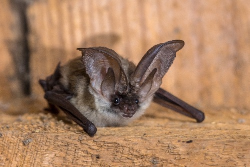 Vleermuis